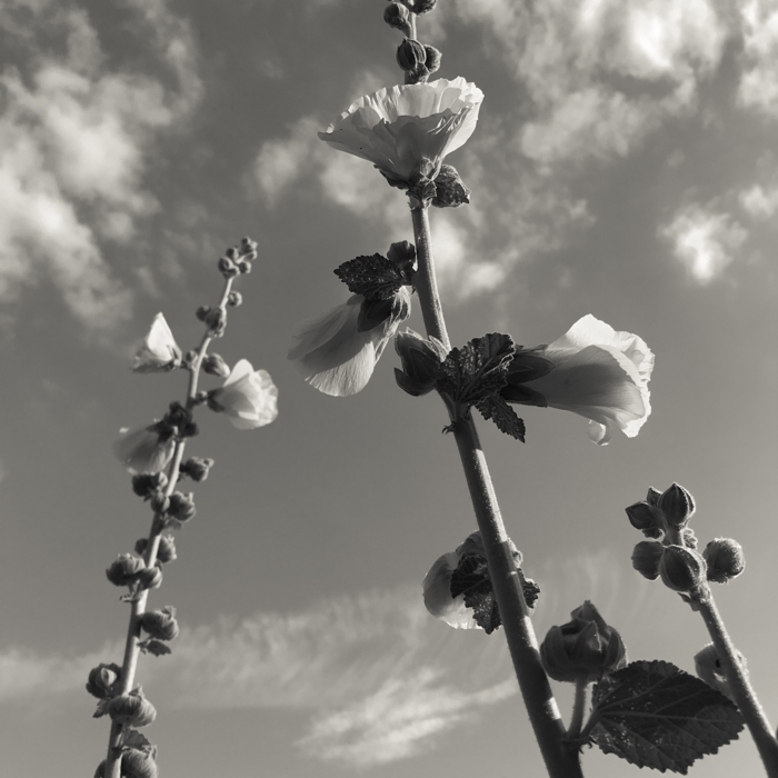 Summer hollyhocks swaying in the sun