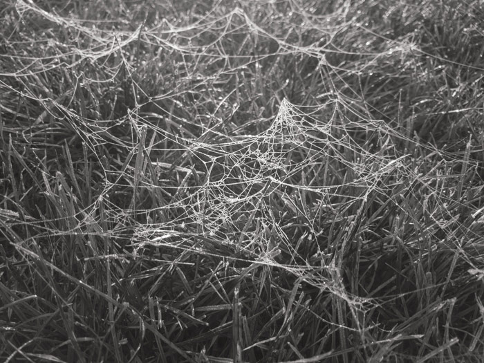 Autumnal early morning cobwebs in the grass