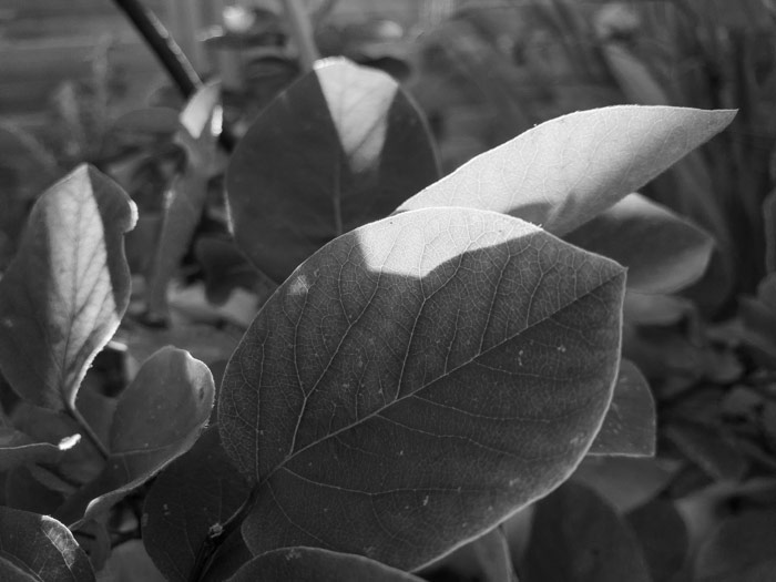 Quince leaves lit by the autumn sunset