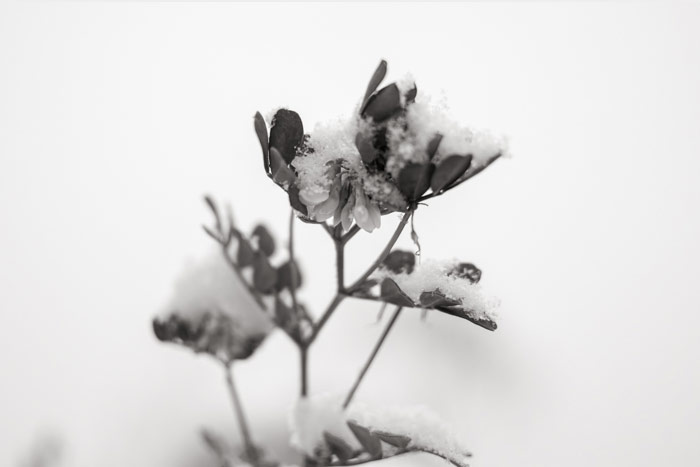 February snow and flowers in a bush