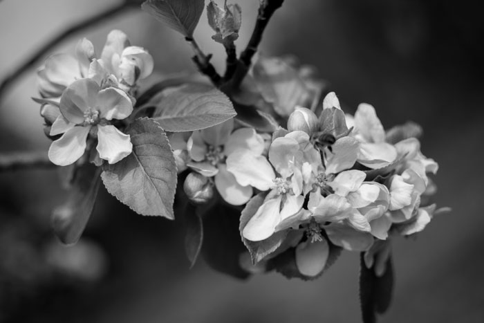 Apple blossom - Spring 2019