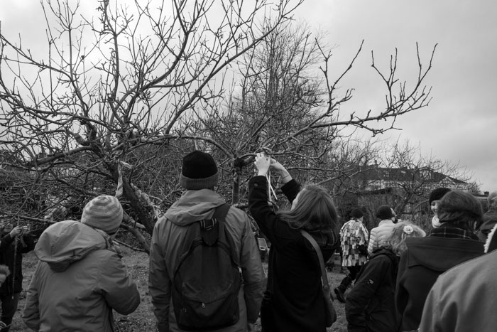 Around the Wassail tree - 2019