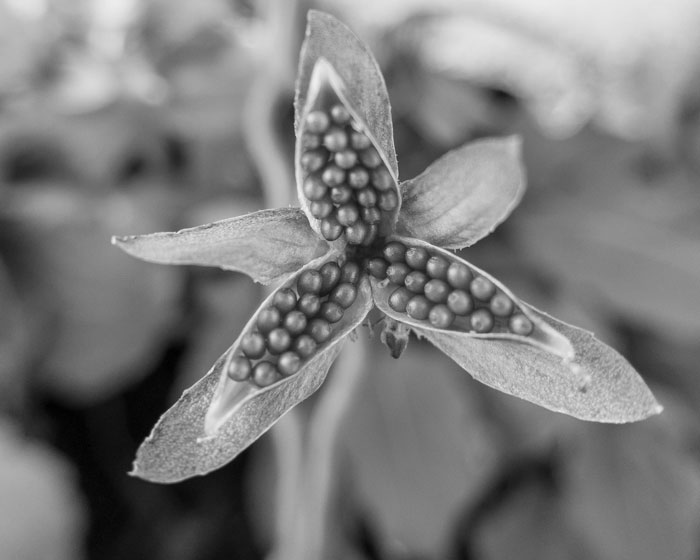 iPhone macro lens - example of a seedhead