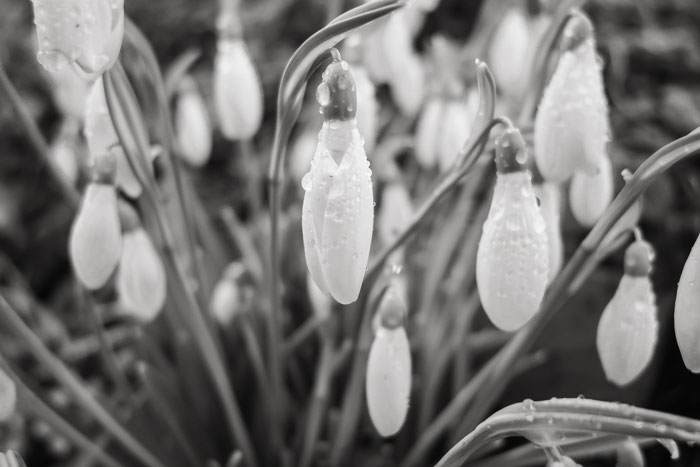 Snowdrops at the Wassail-2019