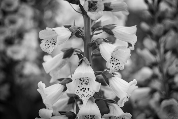 Foxglove in the Floral marquee at the Malvern Spring show