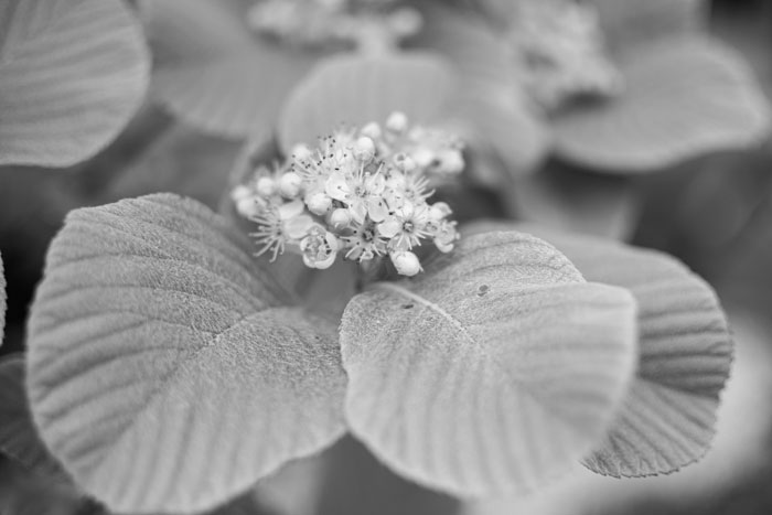 A plant in the Floral marquee at the Malvern Spring show