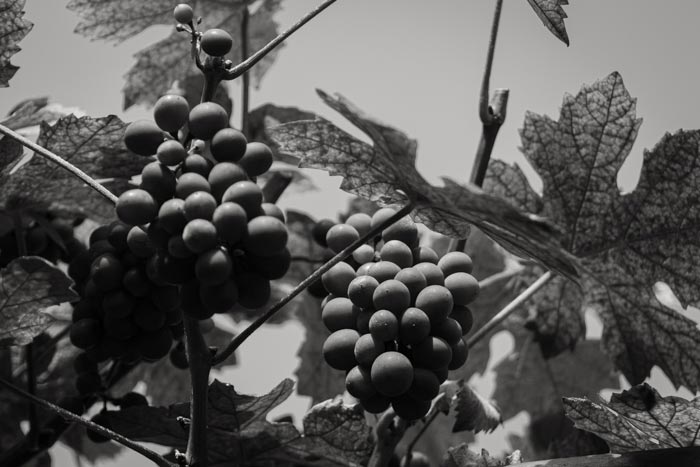 Grapes vine at Court Gardens