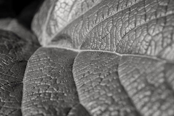 Leaf close up at Court Gardens