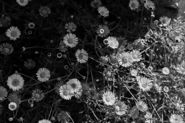 Mexican Fleabane at Court Gardens