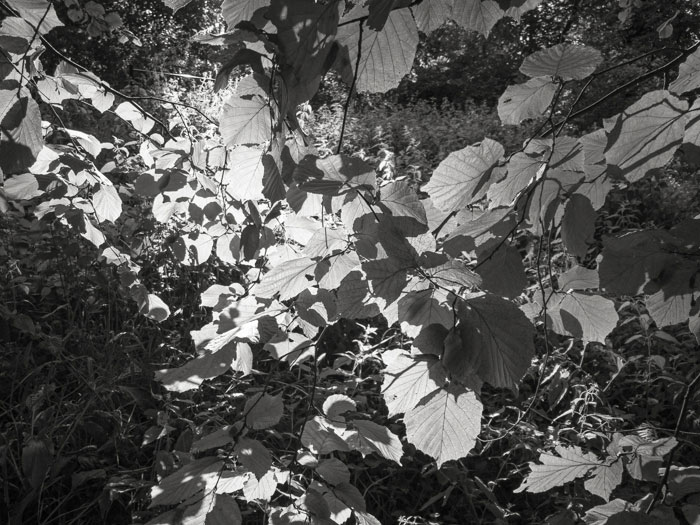 Stokes Park leaves in sunlight