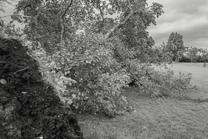 The fallen tree on Horfield Common from Storm Francis in August