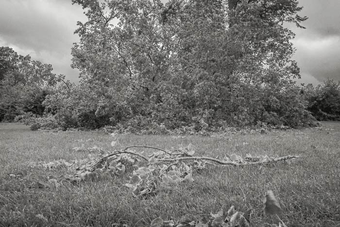 Front view of the fallen tree on Horfield Common from Storm Francis in August