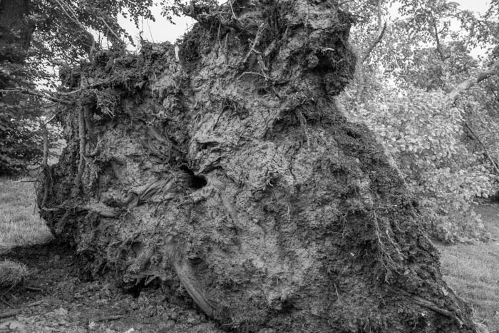 View of the roots of the fallen tree on Horfield Common from Storm Francis in August