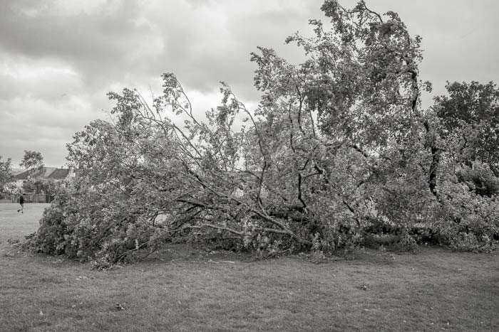 Side view of the fallen tree on Horfield Common from Storm Francis in August