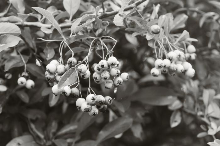 Autumnal pyracanthus berries