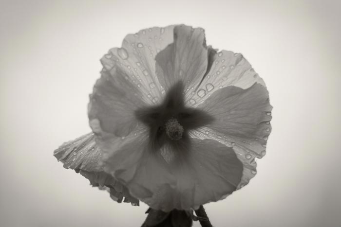 Hollyhock after the rain