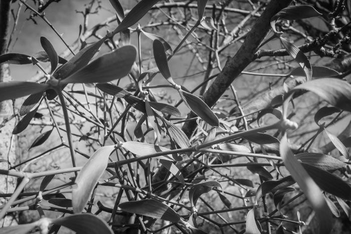 Mistletoe growing on an apple tree on my allotment