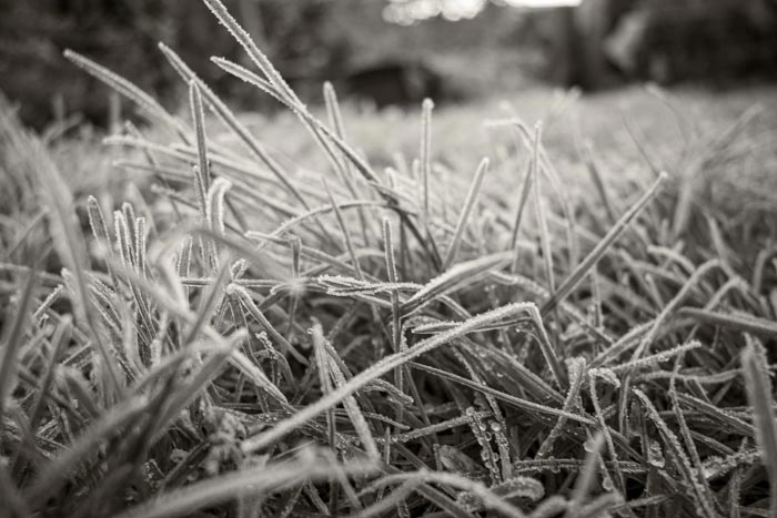 Freezing frost on the grass