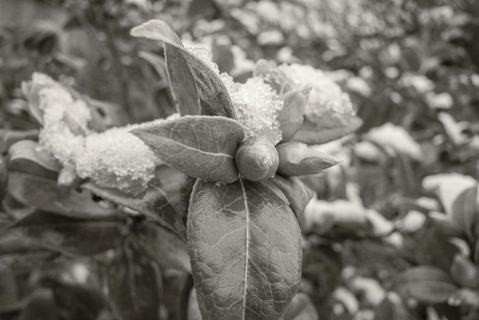 Snow on a plants flower bud