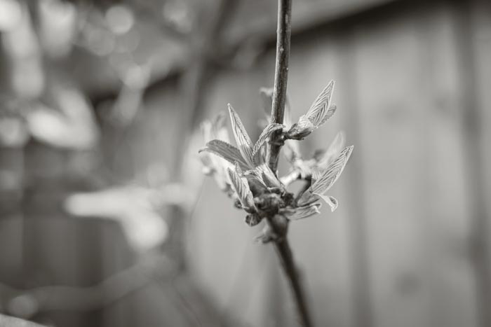 Buds beginning to sprout in February