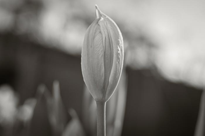 Tulip flowering in February