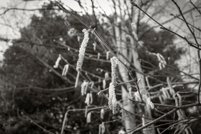 Willow catkins in February