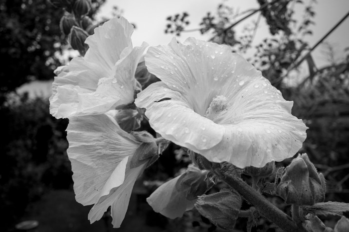 Hollyhocks in the rain - July