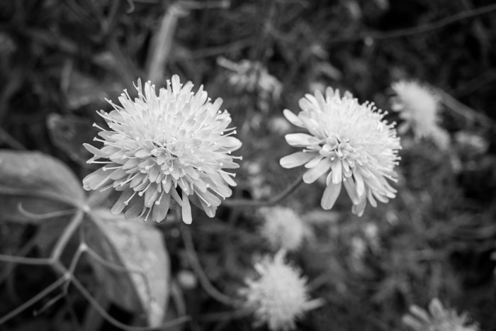 Scabious in the rain - July