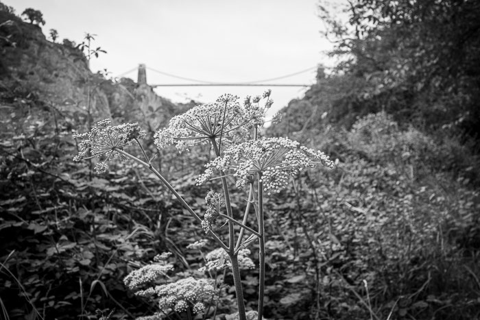 Clifton suspension bridge behind flowers