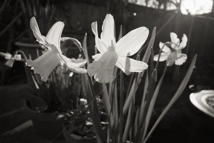 Daffodils in the morning sun - February 2022