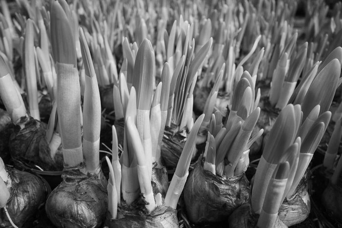 Garden center bulb shoots - February 2022