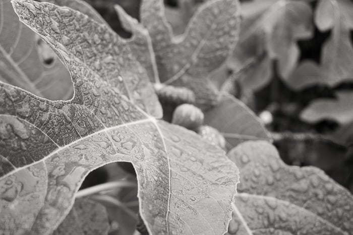 A garden fig tree in the rain