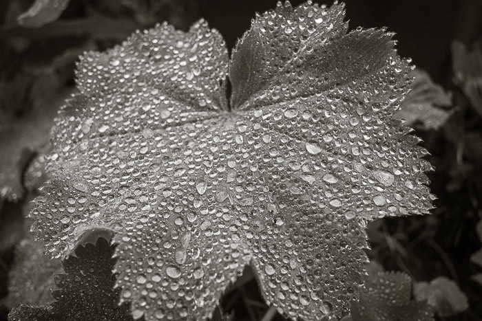 A garden leaf in the rain