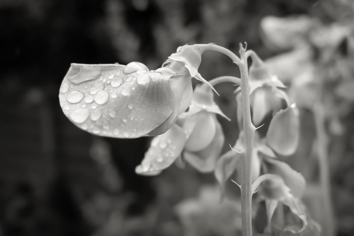 In the day, it rained