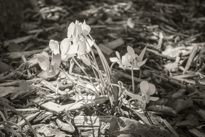 Early autumn cyclamen emerging - Wakehurst 2022