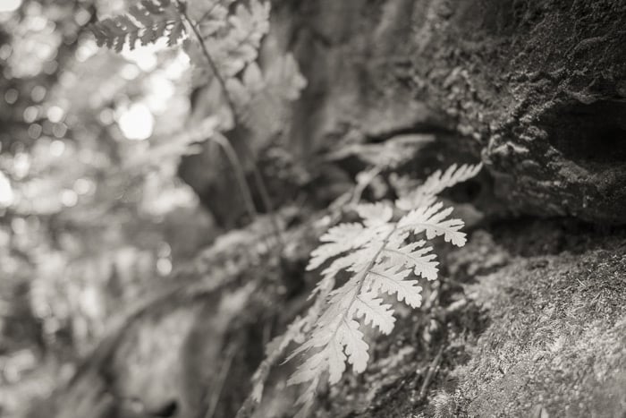 Fern in rock wall - Wakehurst 2022