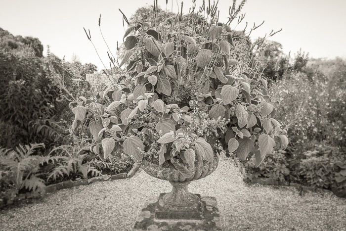 Flowering decorative urn - Wakehurst 2022