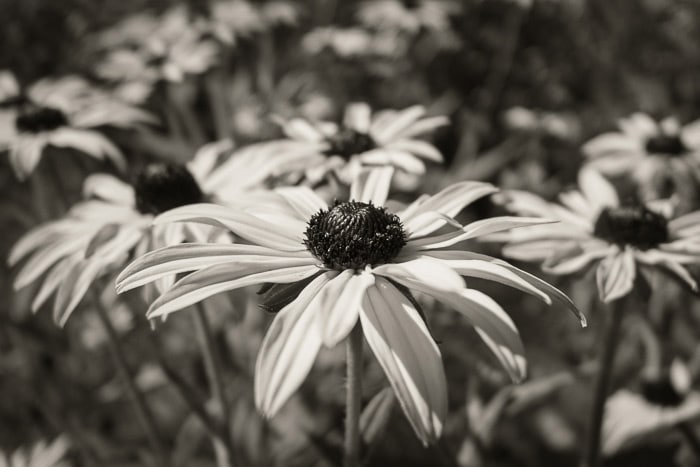 Wakehurst Gardens