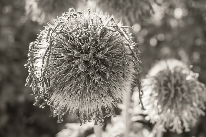 Seedheads - Wakehurst 2022