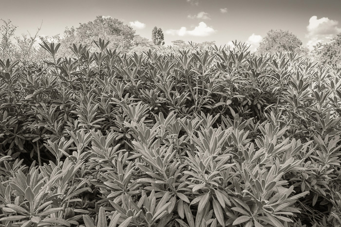 Large shrub - Wakehurst 2022