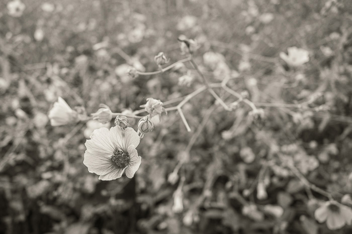 Flowers - Wakehurst 2022